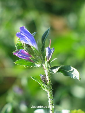 FLOWERS AND WILD PLANTS