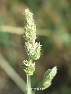 FLOWERS AND WILD PLANTS