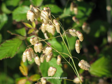 FLORES E PLANTAS SILVESTRES