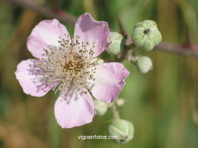 FLOWERS AND WILD PLANTS