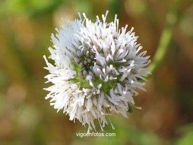 FLORES E PLANTAS SILVESTRES