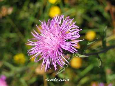 FLOWERS AND WILD PLANTS