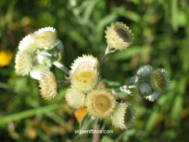 FLORES E PLANTAS SILVESTRES