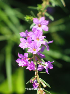 FLORES Y PLANTAS SILVESTRES