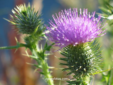 FLOWERS AND WILD PLANTS