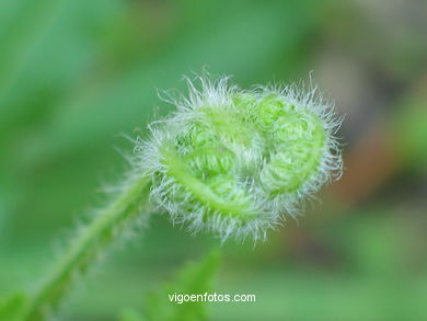 FLORES Y PLANTAS SILVESTRES