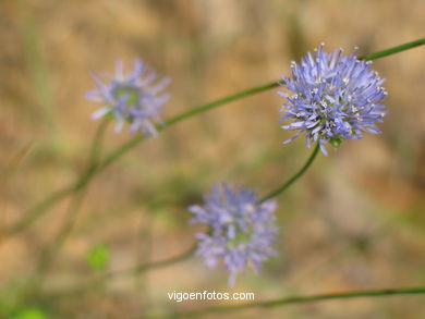 FLOWERS AND WILD PLANTS