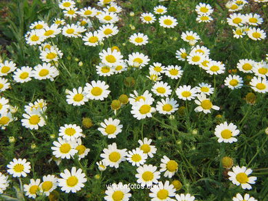 FLORES E PLANTAS SILVESTRES