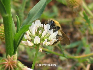 FLORES E PLANTAS SILVESTRES