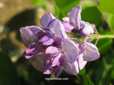 FLOWERS AND WILD PLANTS