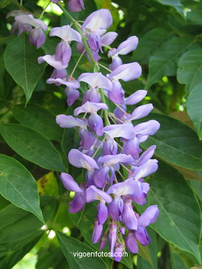 FLOWERS AND WILD PLANTS