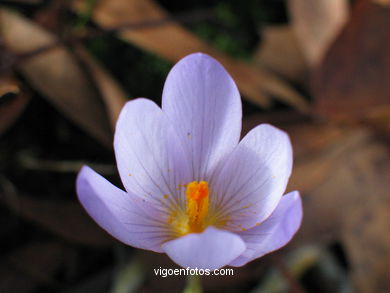 FLORES E PLANTAS SILVESTRES