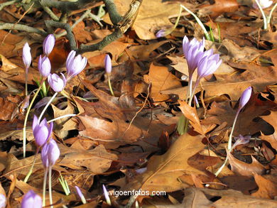 FLORES E PLANTAS SILVESTRES