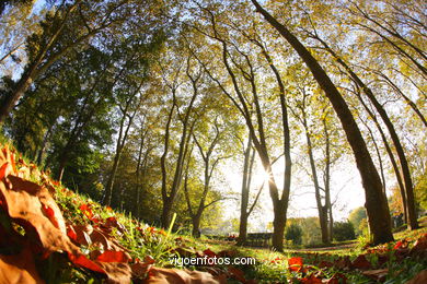 HOJAS OTOÑALES. OTOÑO. PAISAJES.