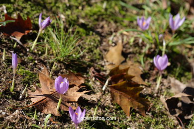 HOJAS OTOÑALES. OTOÑO. PAISAJES.