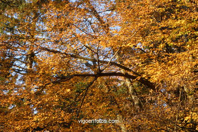 FOLHAS OTOÑALES. OUTONO. PAISAGENS.