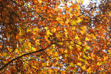 AUTUMN LEAVES. AUTUMN. LANDSCAPES. 