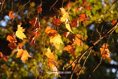 FOLHAS OTOÑALES. OUTONO. PAISAGENS.