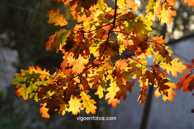 HOJAS OTOÑALES. OTOÑO. PAISAJES.