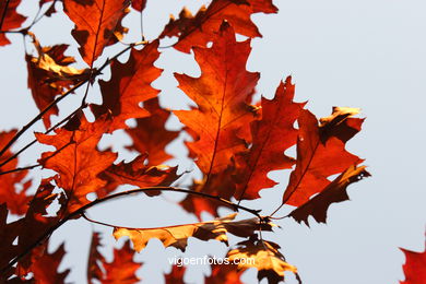 HOJAS OTOÑALES. OTOÑO. PAISAJES.