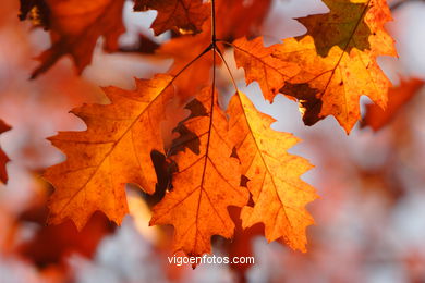 AUTUMN LEAVES. AUTUMN. LANDSCAPES. 