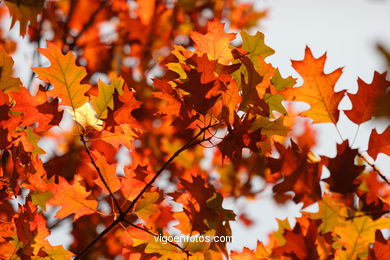 HOJAS OTOÑALES. OTOÑO. PAISAJES.