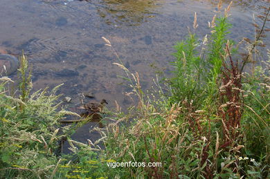 PASEO FLUVIAL DEL RÍO LAGARES