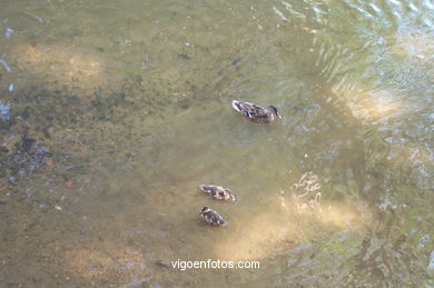 PASSEIO FLUVIAL DO RIO LAGARES