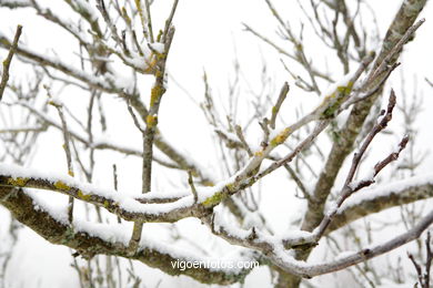 NIEVE EN VIGO. PAISAJES NEVADOS. CUVI Y MONTAÑA.