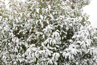 NEVE EM VIGO. PAISAGENS NEVADOS. CUVI E MONTANHA.