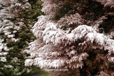 SNOW IN VIGO. CUVI AND MOUNTAINS.