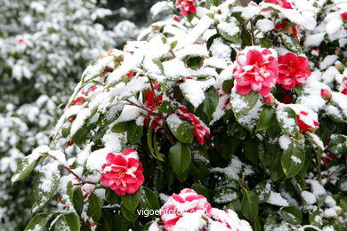 NEVE EM VIGO. PAISAGENS NEVADOS. CUVI E MONTANHA.