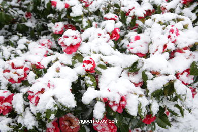 NEVE EM VIGO. PAISAGENS NEVADOS. CUVI E MONTANHA.