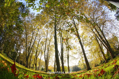 PAISAJES DE OTOÑO. OTOÑALES.