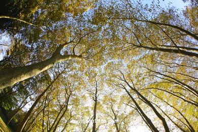 PAISAJES DE OTOÑO. OTOÑALES.