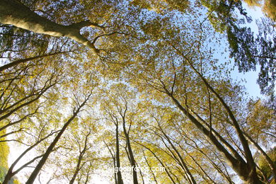 PAISAGENS DE OUTONO. OTOÑALES.