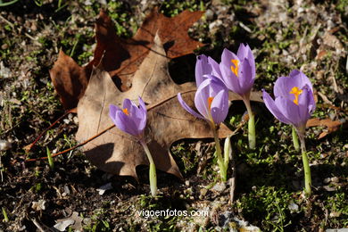 PAISAJES DE OTOÑO. OTOÑALES.