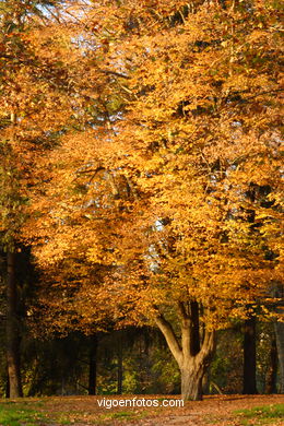 PAISAGENS DE OUTONO. OTOÑALES.