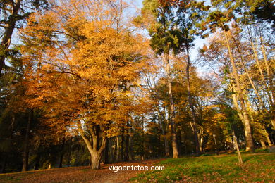 AUTUMN LANDSCAPES. AUTUMN.