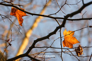 AUTUMN LANDSCAPES. AUTUMN.