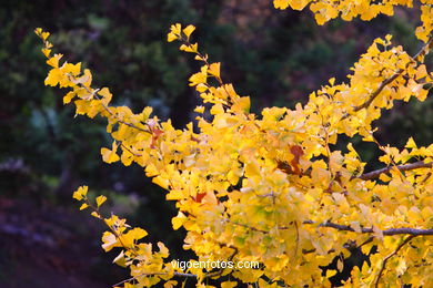 PAISAJES DE OTOÑO. OTOÑALES.