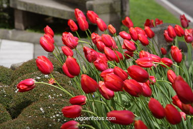 SPRING IN SPAIN. FLOWERS AND LANDSCAPES