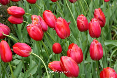 SPRING IN SPAIN. FLOWERS AND LANDSCAPES