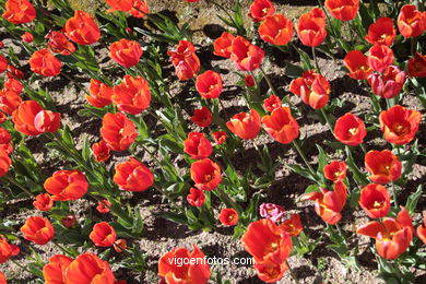 SPRING IN SPAIN. FLOWERS AND LANDSCAPES