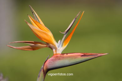 SPRING IN SPAIN. FLOWERS AND LANDSCAPES