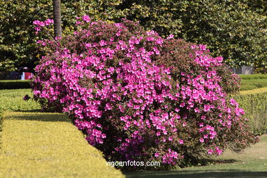 SPRING IN SPAIN. FLOWERS AND LANDSCAPES