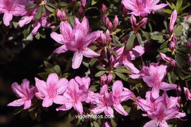 SPRING IN SPAIN. FLOWERS AND LANDSCAPES