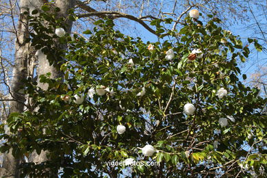 SPRING IN SPAIN. FLOWERS AND LANDSCAPES