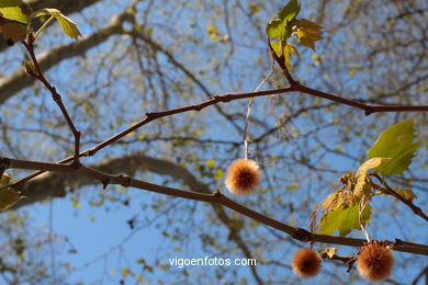 PRIMAVERA. PAISAJES Y NATURALEZA. FLORES, CAMPOS...