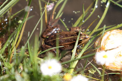 SPRING IN SPAIN. FLOWERS AND LANDSCAPES